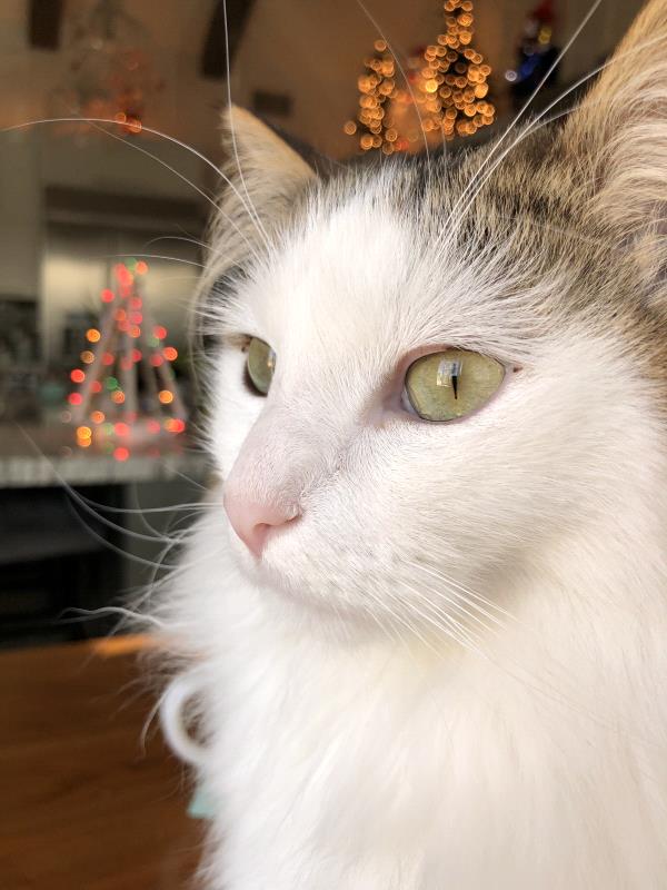 /Images/uploads/Friends of Seal Beach Animal Care Center/2022sbacc/entries/21582thumb.jpg